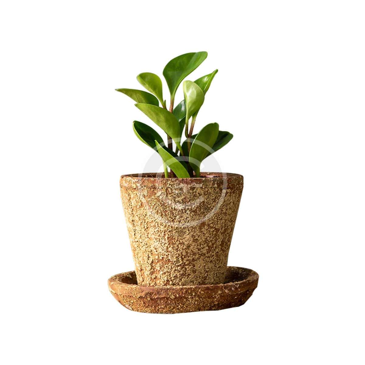 Snake plant - Image 3